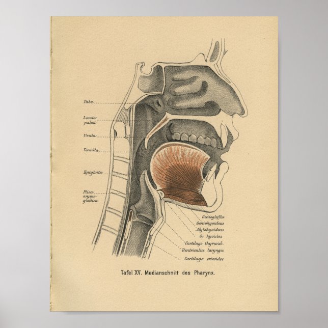 Vintage 1888 German Anatomy Print Neck (Front)