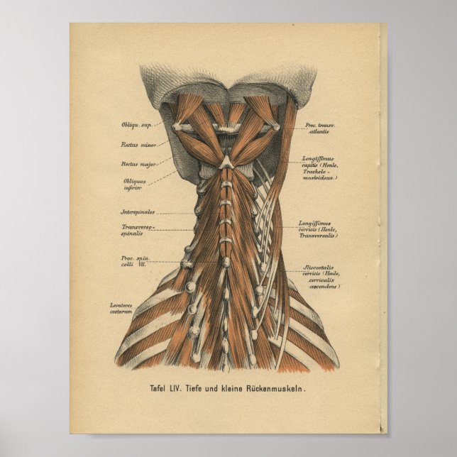 Vintage 1888 German Anatomy Print Neck Muscles (Front)