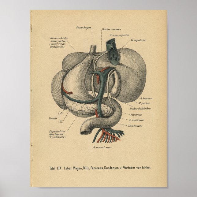 Vintage 1888 German Anatomy Print Organs (Front)