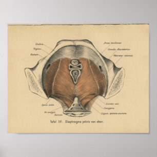 Vintage 1888 German Anatomy Print Pelvic Muscles