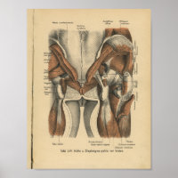 Vintage 1888 German Anatomy Print Pelvic Muscles