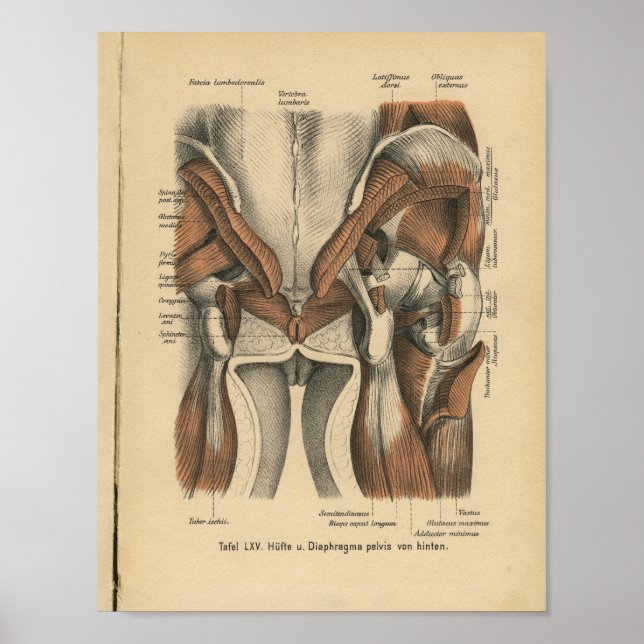Vintage 1888 German Anatomy Print Pelvic Muscles (Front)