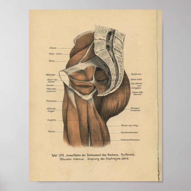 Vintage 1888 German Anatomy Print Pelvic Muscles (Front)