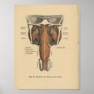Vintage 1888 German Anatomy Print Pharynx