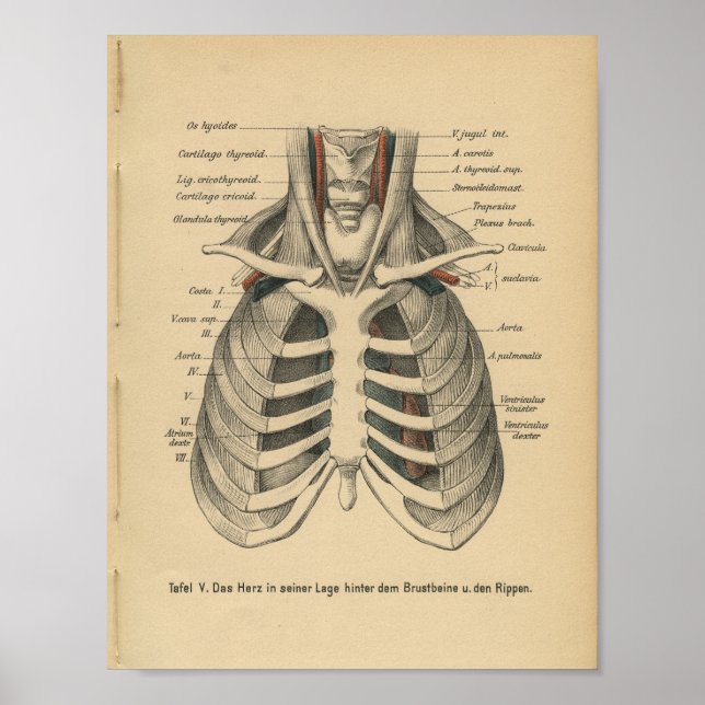 Vintage 1888 German Anatomy Print Rib Cage (Front)