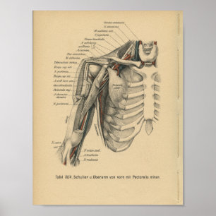 Vintage 1888 German Anatomy Print Shoulder Arm