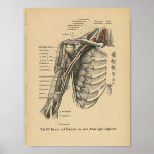 Vintage 1888 German Anatomy Print Shoulder Arm