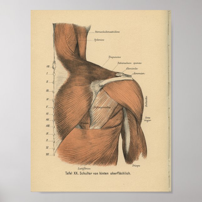 Vintage 1888 German Anatomy Print Shoulder Muscles (Front)