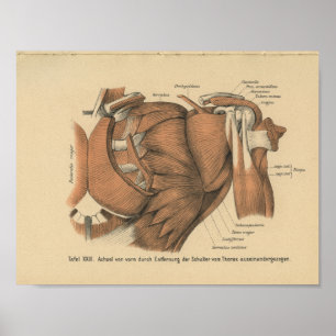 Vintage 1888 German Anatomy Print Shoulder Muscles