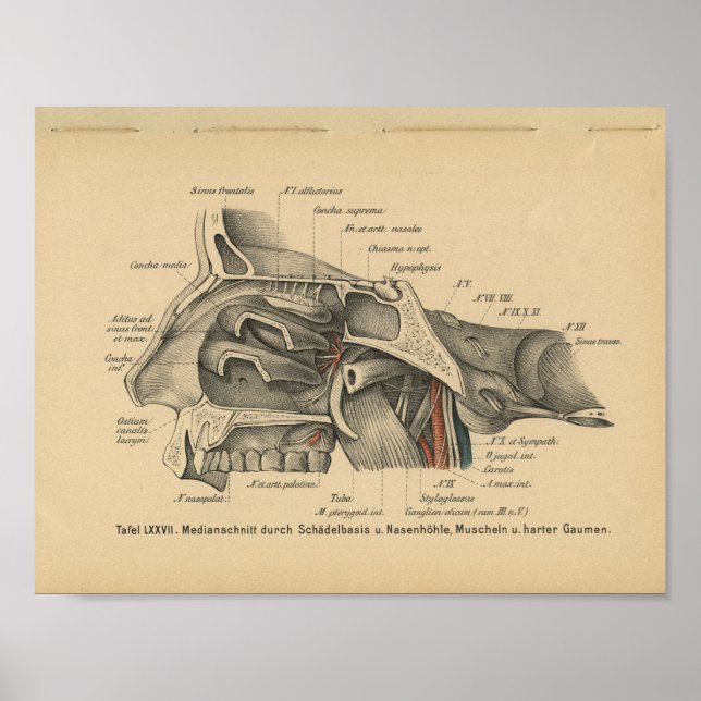 Vintage 1888 German Anatomy Print Sinuses (Front)