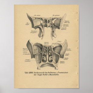 Vintage 1888 German Anatomy Print Sinuses