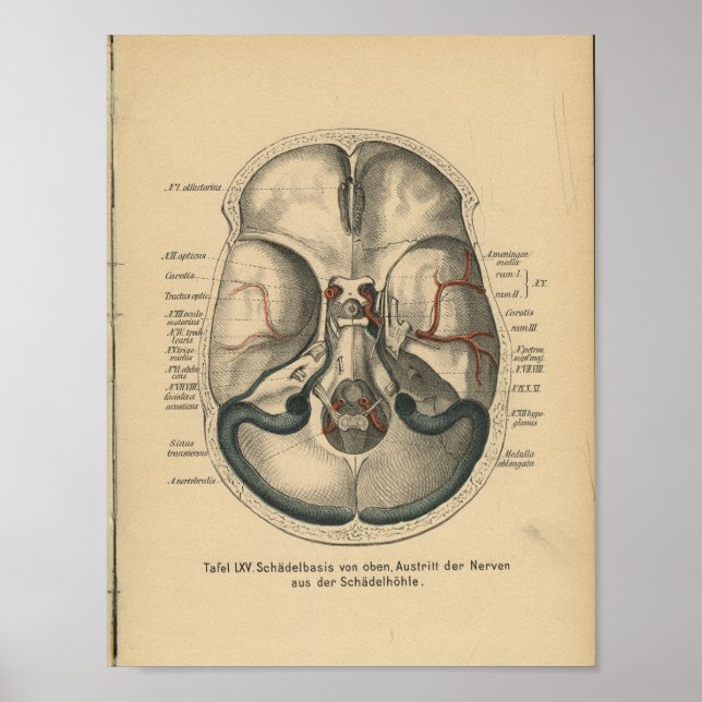 Vintage 1888 German Anatomy Print Skull Base (Front)