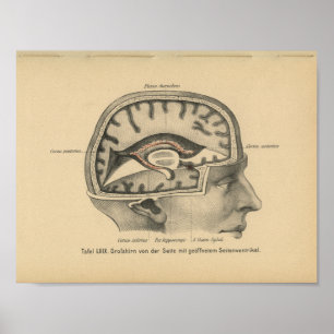Vintage 1888 German Anatomy Print Skull Brain