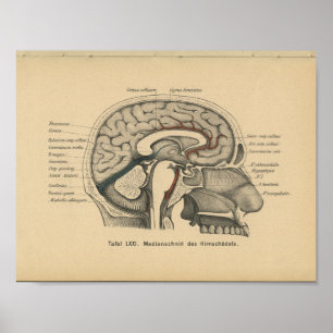Vintage 1888 German Anatomy Print Skull Brain