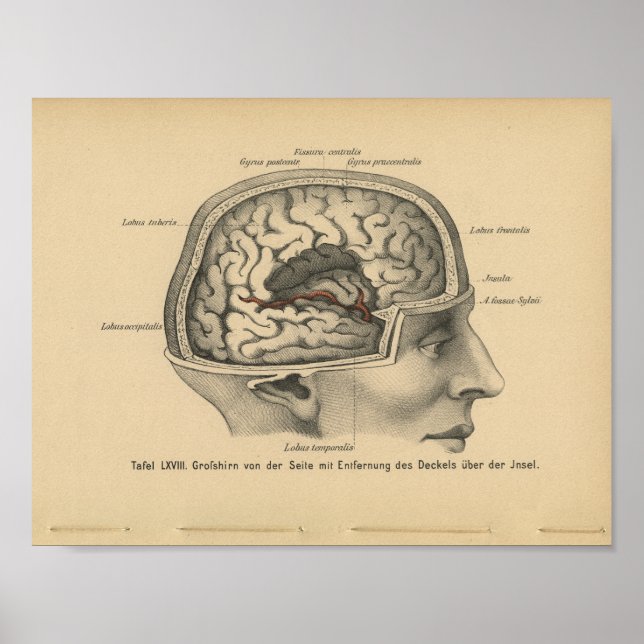 Vintage 1888 German Anatomy Print Skull Brain (Front)