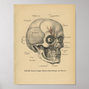 Vintage 1888 German Anatomy Print Skull Eyes
