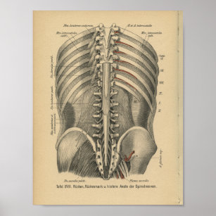 Vintage 1888 German Anatomy Print Spinal Nerves