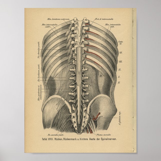Vintage 1888 German Anatomy Print Spinal Nerves (Front)