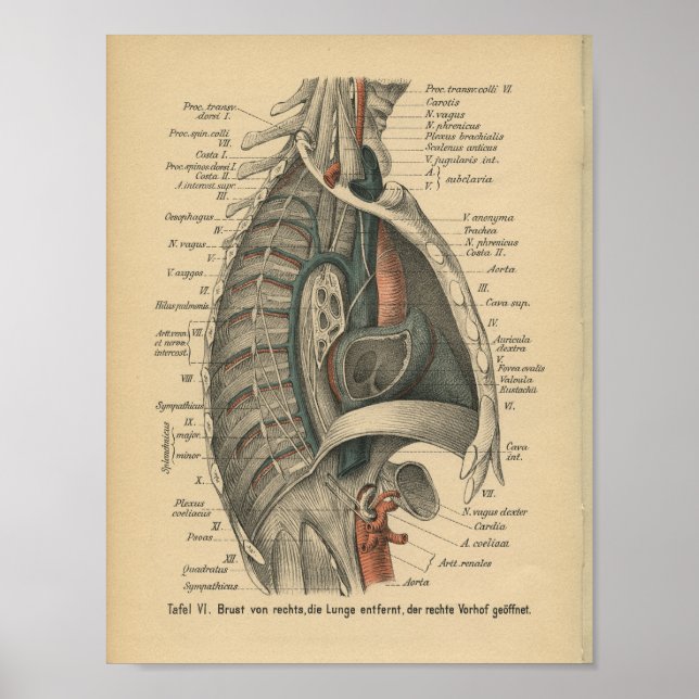 Vintage 1888 German Anatomy Print Thoracic (Front)
