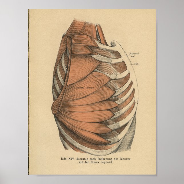 Vintage 1888 German Anatomy Print Thorax Muscles (Front)