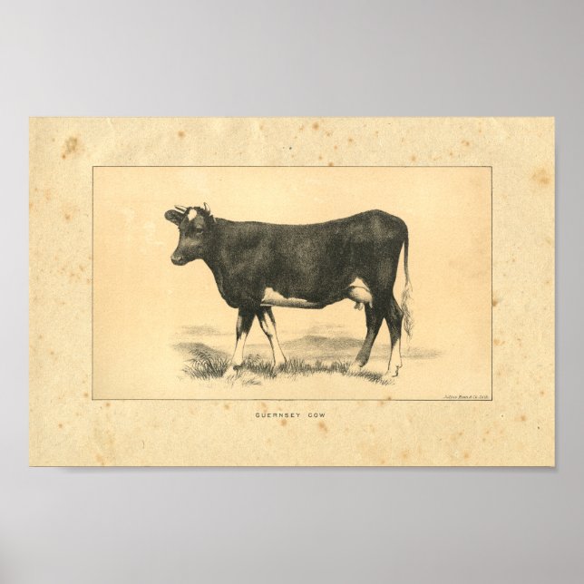 Vintage 1888 Guernsey Cow Print (Front)