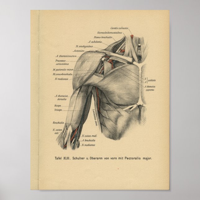 Vintage 1888 Human Anatomy Print Shoulder Arm (Front)