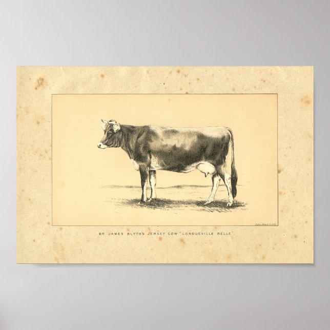 Vintage 1888 Jersey Cow Print (Front)