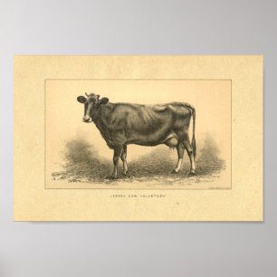 Vintage 1888 Jersey Cow Print
