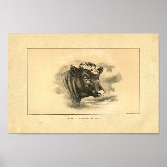 Vintage 1888 Shorthorn Bull Print (Front)