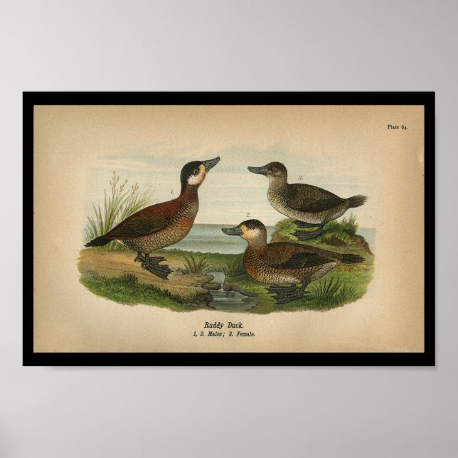 Vintage 1890 Bird Print Ruddy Duck (Front)