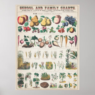 Vintage 1890 School Botanical Education Chart