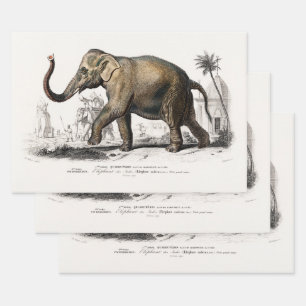 Vintage 1892 Asiatic Elephant Illustration Wrapping Paper Sheet