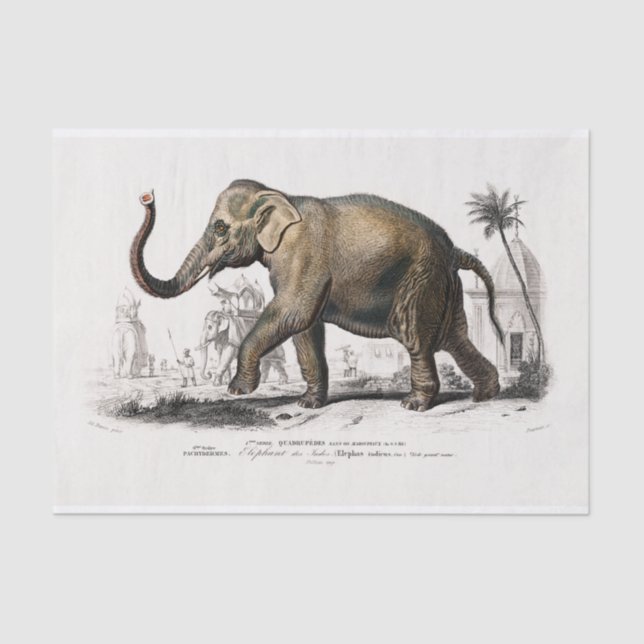 Vintage 1892 Asiatic Elephant Print Decoupage Tissue Paper (Front)