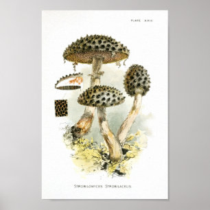 Vintage 1895 Mushrooms Brown Spiked Art Print