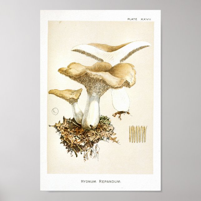 Vintage 1895 Mushrooms Brown White Art Print (Front)