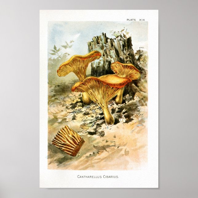 Vintage 1895 Mushrooms Brown Yellow Art Print (Front)