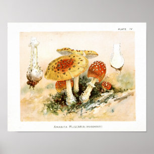 Vintage 1895 Mushrooms Red Yellow Art Print