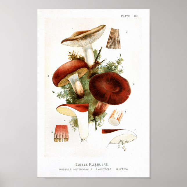 Vintage 1895 Mushrooms Russula Red Art Print (Front)
