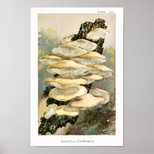 Vintage 1895 Mushrooms Tree Fungus Art Print