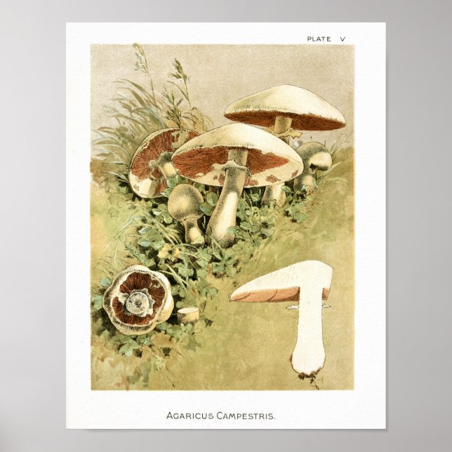 Vintage 1895 Mushrooms White Brown Art Print (Front)