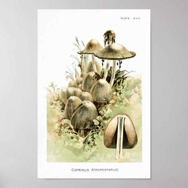 Vintage 1895 Mushrooms White Brown Art Print (Front)