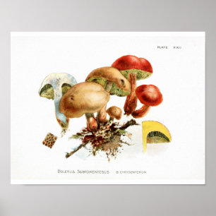 Vintage 1895 Mushrooms Yellow Red Art Print