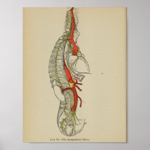 Vintage 1898 Anatomical Sympathetic Nerve Print