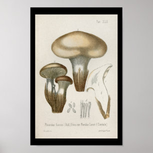 Vintage 1899 Mushrooms Brown Cap Art Print