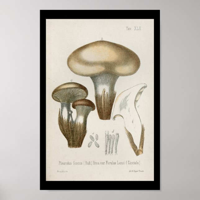Vintage 1899 Mushrooms Brown Cap Art Print (Front)