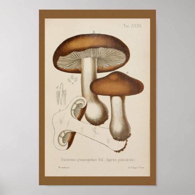 Vintage 1899 Mushrooms Brown Cap Art Print (Front)