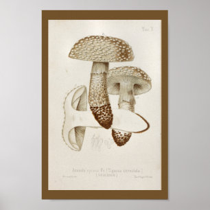 Vintage 1899 Mushrooms Brown Cap Art Print