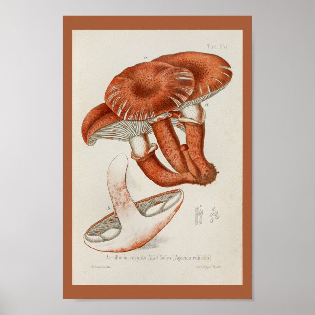 Vintage 1899 Mushrooms Brown Red Art Print (Front)