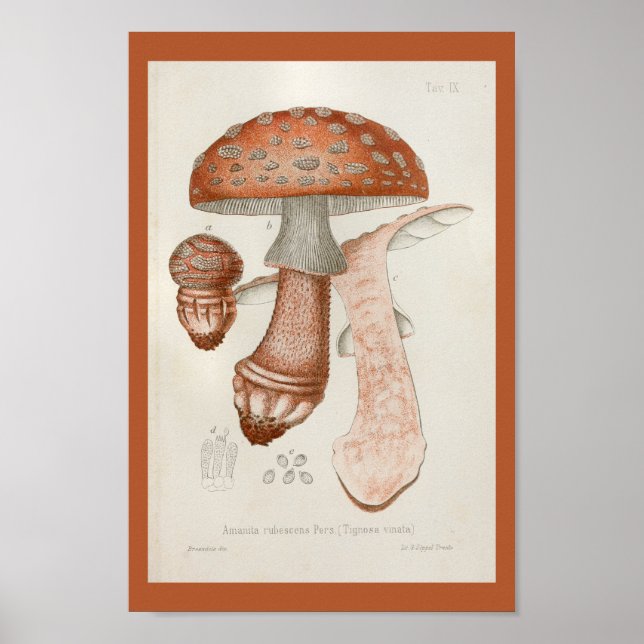Vintage 1899 Mushrooms Brown Red Art Print (Front)