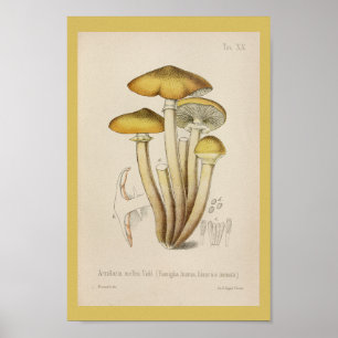 Vintage 1899 Mushrooms Brown Yellow Art Print